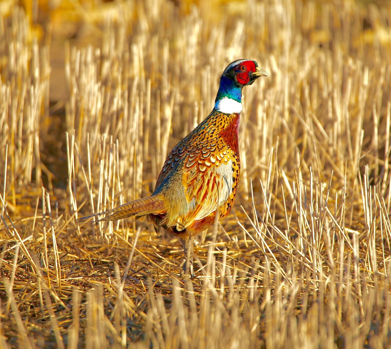 Game and Parks to release pheasants on 16 wildlife management areas before Thanksgiving